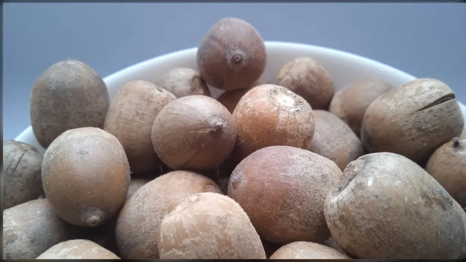 5 кг Жолудь червоний плоди сушені quercus rubra - 2