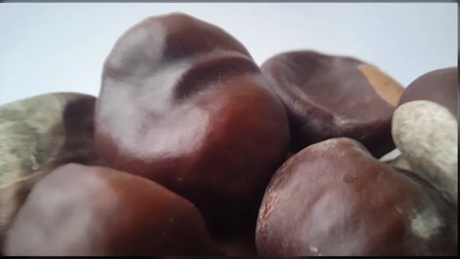 5 кг каштан плоди Aesculus hippocastanum - 2