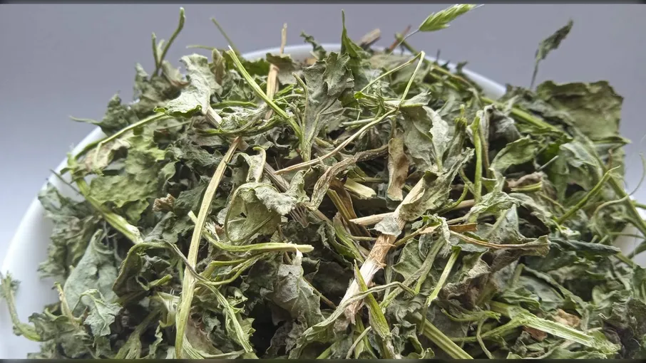 5 кг лобода остиста трава chenopodium aristatum - 2