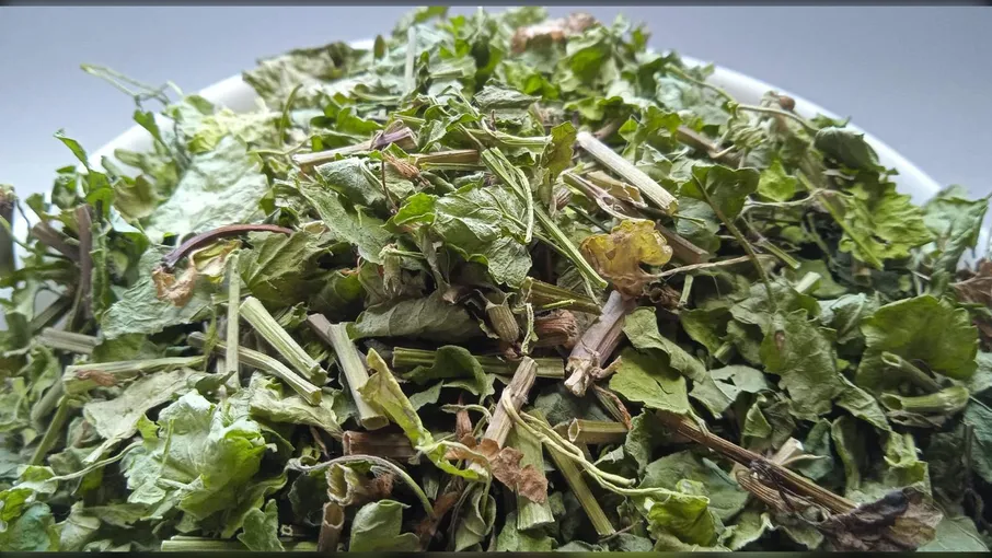 5 кг Розхідник трава Будра Glechoma hederacea - 2