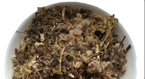 5 кг золотарник трава золотушник solidago - 2