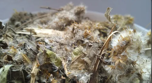 5 кг золотарник трава золотушник solidago - 1