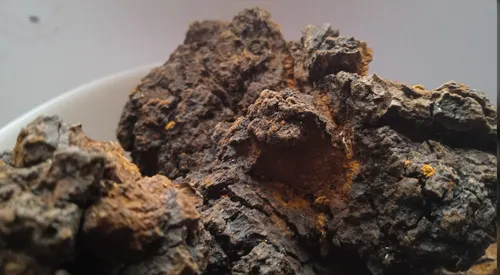 5 кг чага березовий гриб inonotus obliquus - 3