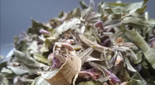 5 кг залізняк колючий трава зопник phlomis - 3