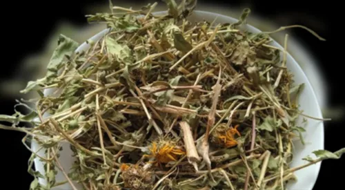 5 кг гринделія трава grindelia squarrosa - 1