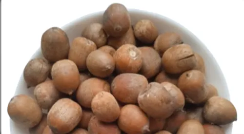 5 кг Жолудь червоний плоди сушені quercus rubra - 1