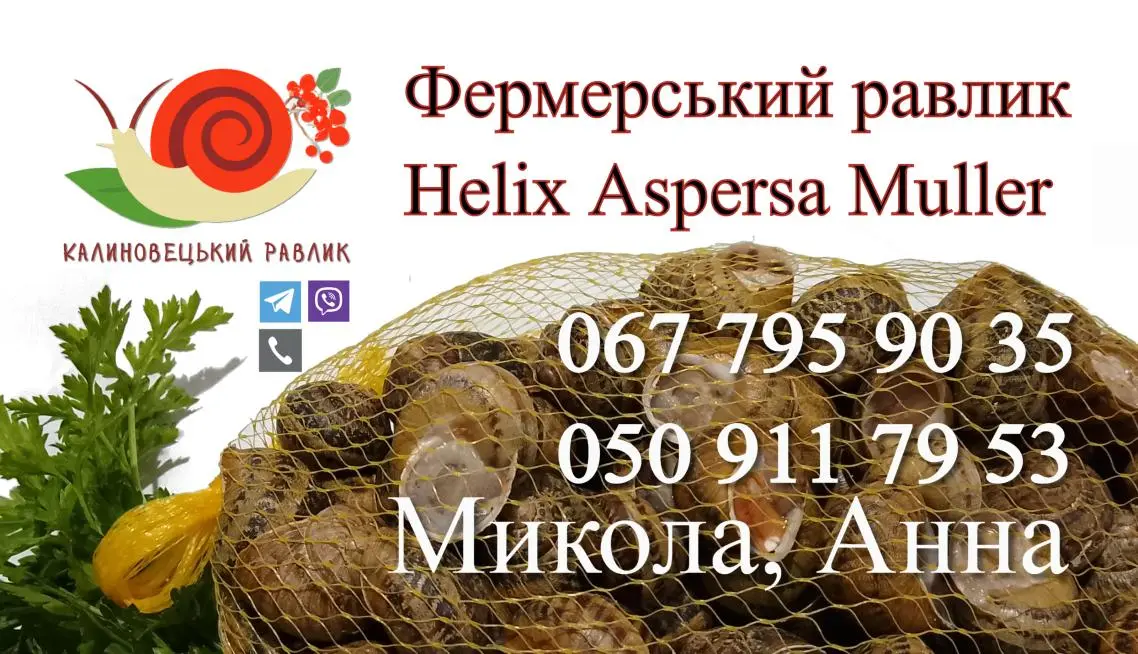 Калиновецький равлик